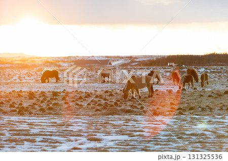 冬の西アイスランド 雪景色とアイスランドホースの美しい風景 131325536