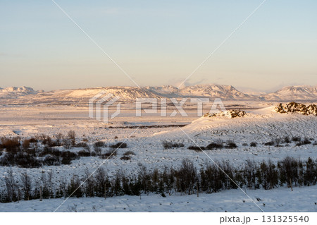 冬の西アイスランド 雪景色とアイスランドホースの美しい風景 131325540