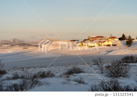 冬の西アイスランド 雪景色とアイスランドホースの美しい風景 131325541