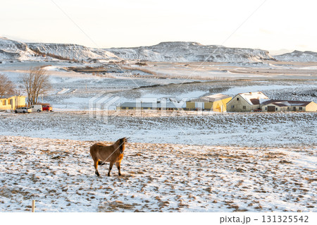冬の西アイスランド 雪景色とアイスランドホースの美しい風景 冬の西アイスランド 雪景色とアイスランドホースの美しい風景 131325542