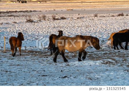 冬の西アイスランド 雪景色とアイスランドホースの美しい風景 131325545