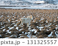 冬の西アイスランド 雪景色とアイスランドホースの美しい風景 131325557