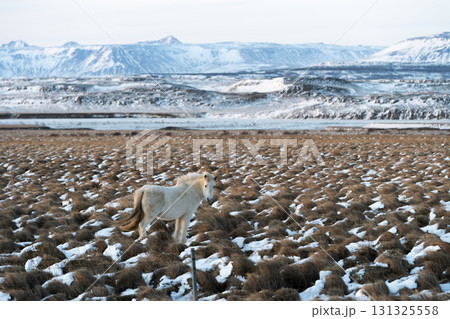 冬の西アイスランド 雪景色とアイスランドホースの美しい風景 131325558
