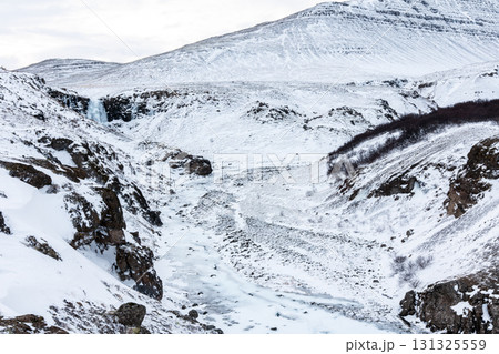 冬の西アイスランド 雪景色とアイスランドホースの美しい風景 131325559