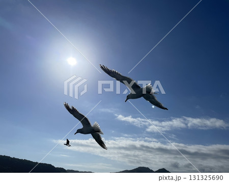 並んで飛ぶ鳥 並んで飛ぶ鳥 131325690