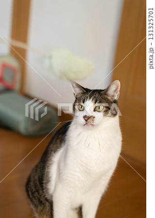 おもちゃで遊ぶ猫　キジトラ猫 131325701