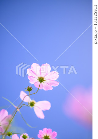 満開のコスモスと青空（特殊撮影による柔らかいトーン） 131325911