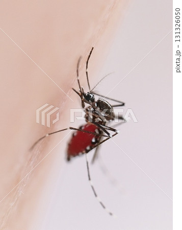 外で撮影していたら足に蚊が止まったので、血を吸った姿を写真に撮りました 131326050