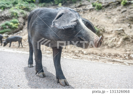 cute wildlife Nustral pigs in contryside, Evisa, Corsica, France. Porcu nustrale in Corse outdoor on roads danger 131326068