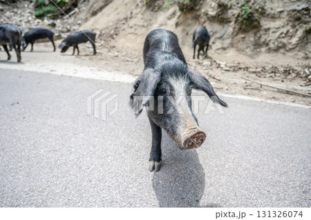 cute wildlife Nustral pigs in contryside, Evisa, Corsica, France. Porcu nustrale in Corse outdoor on roads danger 131326074