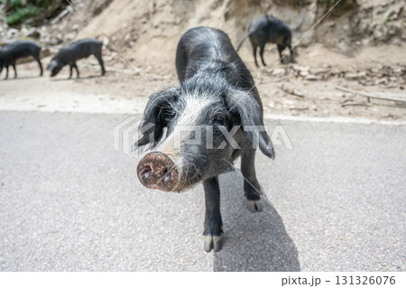 cute wildlife Nustral pigs in contryside, Evisa, Corsica, France. Porcu nustrale in Corse outdoor on roads danger cute wildlife Nustral pigs in contryside, Evisa, Corsica, France. Porcu nustrale in Corse outdoor on roads danger 131326076