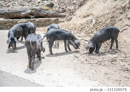 cute wildlife Nustral pigs in contryside, Evisa, Corsica, France. Porcu nustrale in Corse outdoor on roads danger 131326078