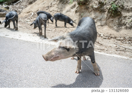 cute wildlife Nustral pigs in contryside, Evisa, Corsica, France. Porcu nustrale in Corse outdoor on roads danger 131326080
