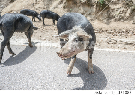 cute wildlife Nustral pigs in contryside, Evisa, Corsica, France. Porcu nustrale in Corse outdoor on roads danger cute wildlife Nustral pigs in contryside, Evisa, Corsica, France. Porcu nustrale in Corse outdoor on roads danger 131326082