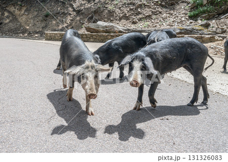 cute wildlife Nustral pigs in contryside, Evisa, Corsica, France. Porcu nustrale in Corse outdoor on roads danger cute wildlife Nustral pigs in contryside, Evisa, Corsica, France. Porcu nustrale in Corse outdoor on roads danger 131326083