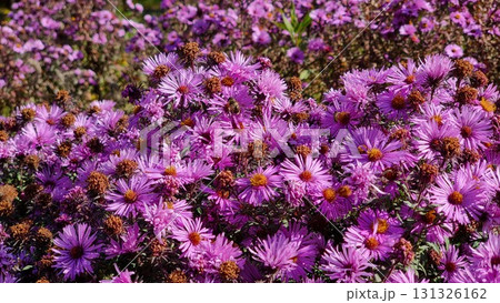 Beautiful flowers in the garden. Aster alpinus. Beautiful flowers in the garden. Aster alpinus. 131326162