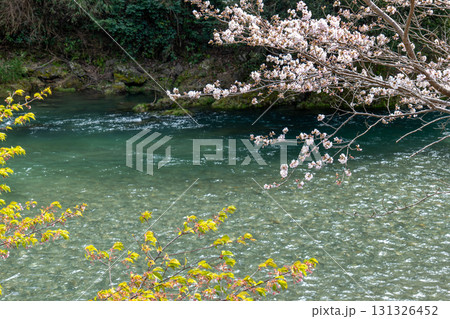 宇佐川の桜 宇佐川の桜 131326452