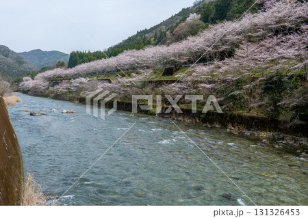 宇佐川の桜 宇佐川の桜 131326453