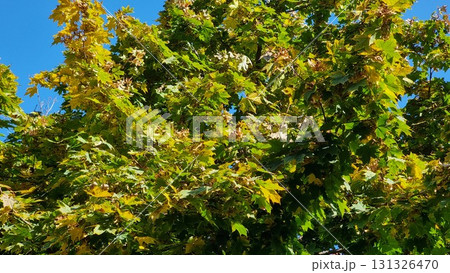 Green and yellow leaves of tree in the garden. Acer platanoides. 131326470