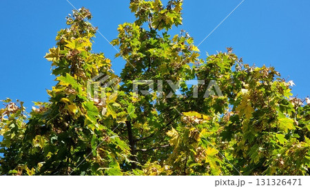 Autumn leaves of tree, flora and foliage. Acer platanoides. Autumn leaves of tree, flora and foliage. Acer platanoides. 131326471