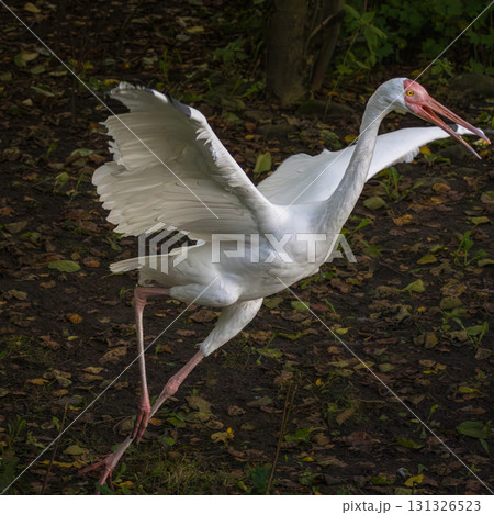 Siberian crane (Grus leucogeranus), also known as the snow crane. dancing Siberian crane (Grus leucogeranus), also known as the snow crane. dancing 131326523