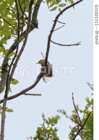 Eurasian Nuthatch, Little Songbird (Sitta europaea) Wood Nuthatch Eurasian Nuthatch, Little Songbird (Sitta europaea) Wood Nuthatch 131326528