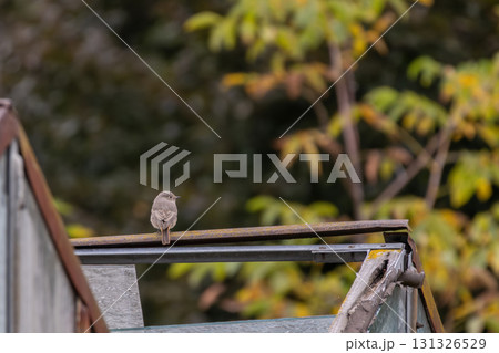 European Black redstart bird (Phoenicurus ochruros) with black face and orange red rump European Black redstart bird (Phoenicurus ochruros) with black face and orange red rump 131326529