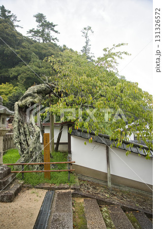 海の京都　さんのうさん参道の宮津市天然記念物 含紅桜2 131326572