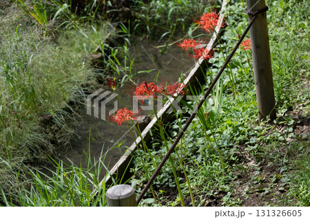 生田緑地の彼岸花 生田緑地の彼岸花 131326605