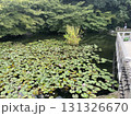 池に咲く蓮 131326670