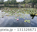 睡蓮の浮かぶ池 131326671