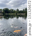 池に浮かぶ鯉 131326672