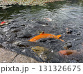 池を泳ぐ鯉 131326675