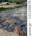 池を泳ぐ錦鯉 131326676