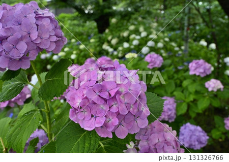 幸手市権現堂堤に咲くアジサイ 幸手市権現堂堤に咲くアジサイ 131326766