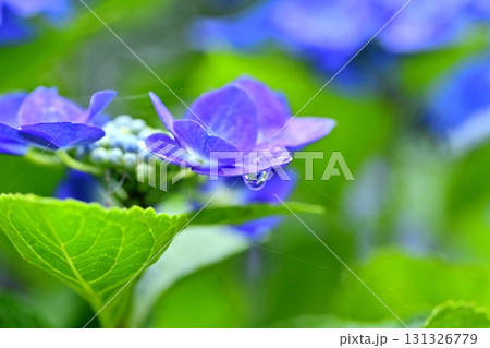 幸手市権現堂堤に咲くアジサイ 131326779