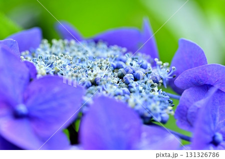 幸手市権現堂堤に咲くアジサイ 131326786