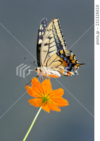 キバナコスモスに留まるキアゲハ、縦位置 131326810