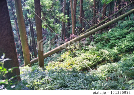 賤ヶ岳 風景 131326952