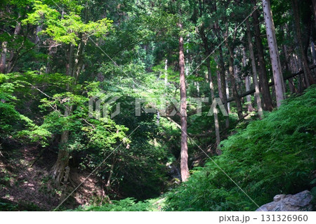 賤ヶ岳 風景 賤ヶ岳 風景 131326960