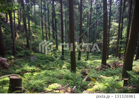 賤ヶ岳 風景 131326961