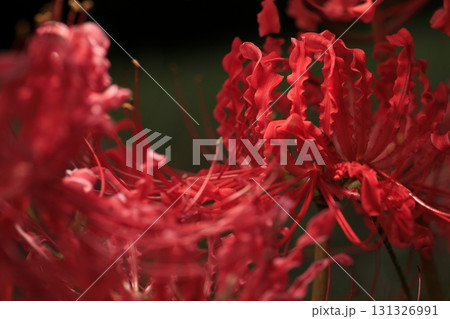 彼岸花 131326991