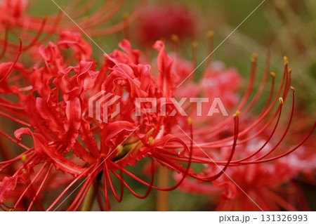 彼岸花 131326993