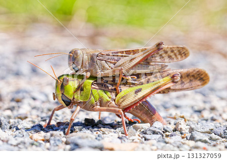 雌の背中に乗るトノサマバッタの雄 131327059