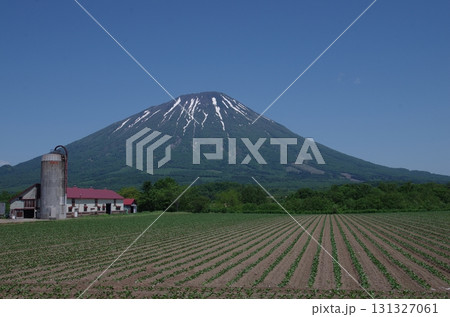 農場と初夏の羊蹄山　横位置 131327061