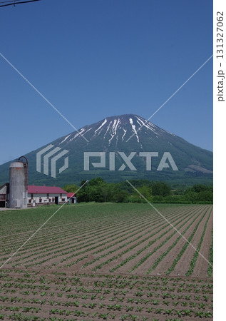 農場と初夏の羊蹄山 縦位置 農場と初夏の羊蹄山 縦位置 131327062