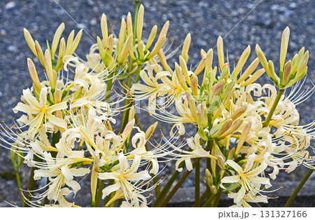 シロバナマンジュシャゲ（白花曼珠沙華） 131327166