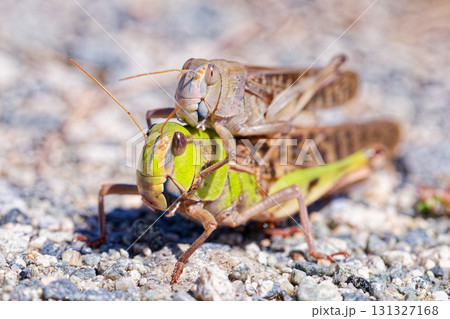 トノサマバッタ、緑色型の雌、褐色型の雄 131327168