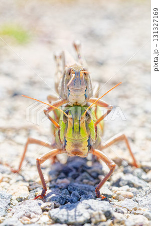 トノサマバッタの正面 131327169