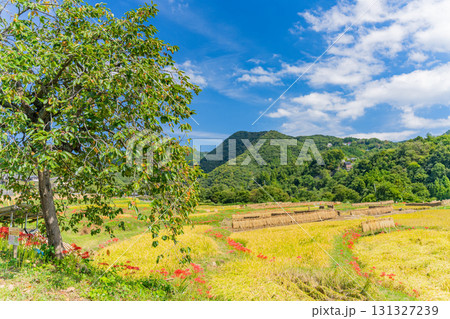 【埼玉県】秋の風物詩、柿と彼岸花と稲のハザ掛け　秩父・寺坂棚田 131327239